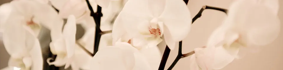 A softly lit spa treatment setting